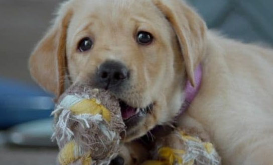 Фильмы про собак