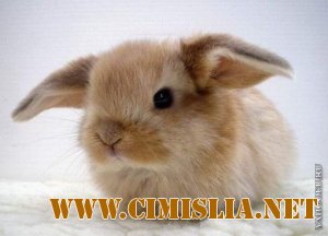 Символ Нового Года