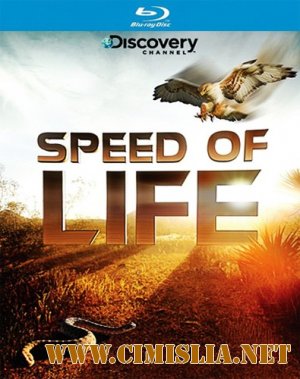 Discovery: Скорость жизни / Discovery: Speed of Life [1-3 серии из 3] [2010 / HDRip]