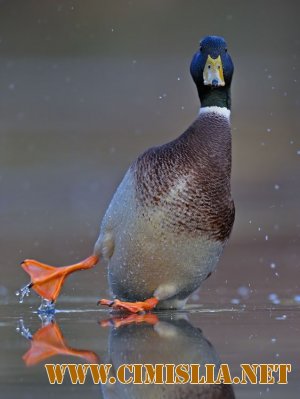 Фотоподборка