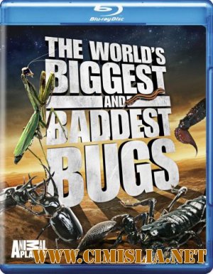 Самые большие и страшные жуки в мире / World's Biggest and Baddest Bugs [2004 / HDRip]