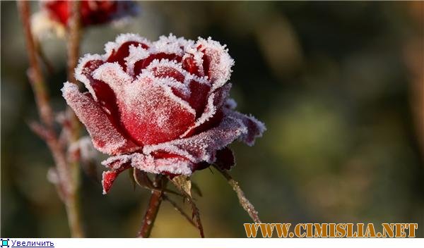 Обои для рабочего стола - Природа. Часть 4 [2011]