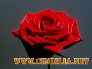 Обои для рабочего стола - Цветы [2011]