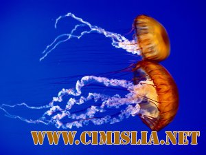 Обои для рабочего стола - Жизнь океана [2011]