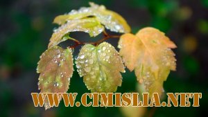 Обои для рабочего стола - Природа. Часть 3 [2011]