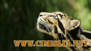 Обои для рабочего стола - Животные [2011]