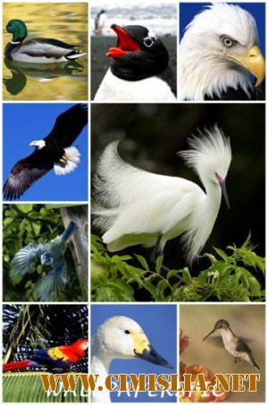 Обои для рабочего стола - 35 Beautiful Birds Around the World Wallpapers [2011]