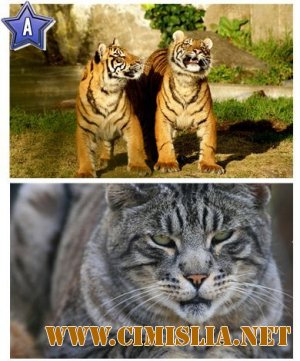 Обои для рабочего стола - 53 Beautiful Big Cats Widescreen Wallpapers [2011]