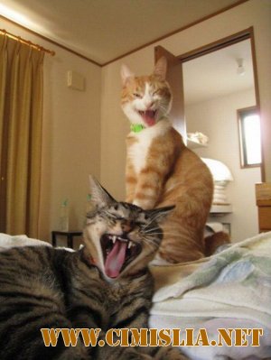 Фотоподборка