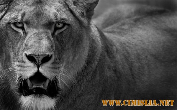 Обои для Рабочего стола - Ассорти № 14 [2011]