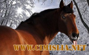 Обои для Рабочего стола - Ассорти № 17 [2011]