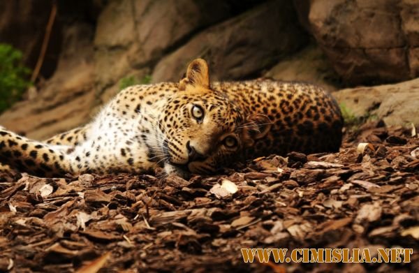 Обои для Рабочего стола - Ассорти № 32 [2011]