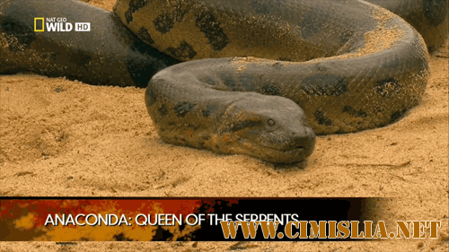 Анаконда. Королева змей / Anaconda. Queen of the serpents [2010 / HDTVRip]