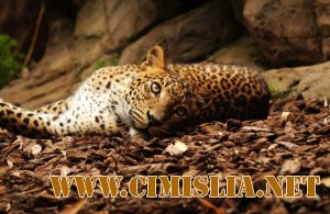 Обои для Рабочего стола - Ассорти № 32 [2011]