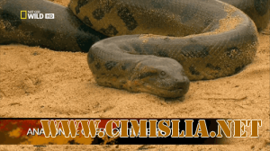 Анаконда. Королева змей / Anaconda. Queen of the serpents [2010 / HDTVRip]