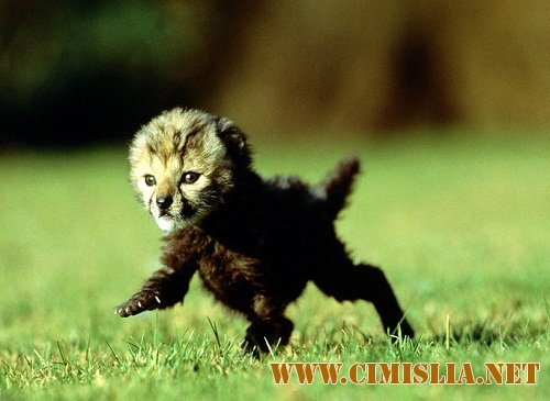 Обои для Рабочего стола - National Geographic Wallpapers [2011]