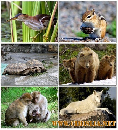 Обои для Рабочего стола - В мире забавных животных. Часть 1 [2012]