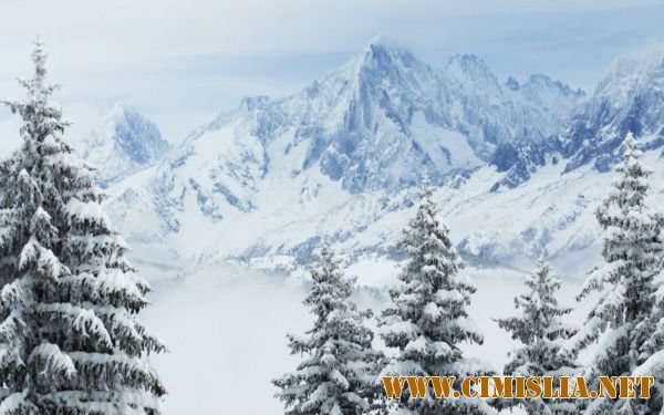 Обои для Рабочего стола - Bewitching Forest Wallpapers [2012]