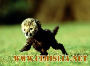 Обои для Рабочего стола - National Geographic Wallpapers [2011]