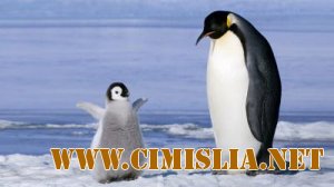 Обои для Рабочего стола - Забавные животные [2011]