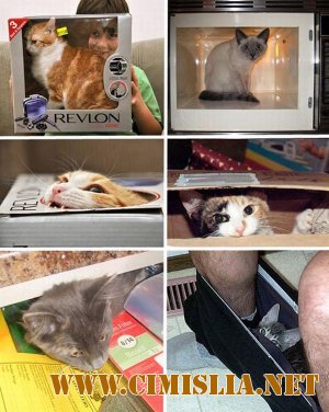 Где спрятать котЭ?