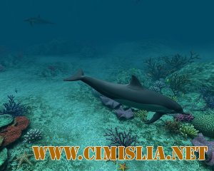 Dolphins 3D Screensaver and Animated Wallpaper 1.0 Build 3 [2012 / MULTI / RUS]