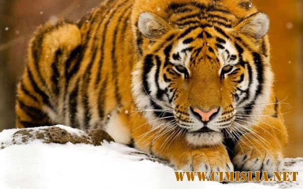 Обои для рабочего стола - Wallpapers pack 10 [2012]