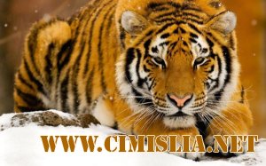 Обои для рабочего стола - Wallpapers pack 10 [2012]