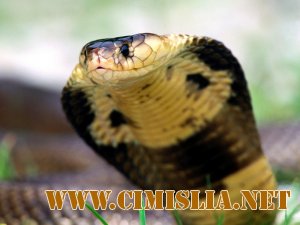 Wallpapers Collection:Ядовитые Рептилии - Snake Wallpapers [2009]