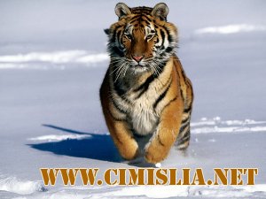 Wallpapers Collection: Животные [2011]