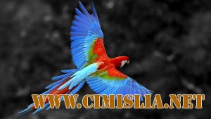 Обои для рабочего стола - Животные HD. Часть 1 [2012]