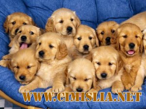 Картинки щенят