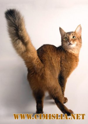 Картинки кошки