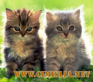 Обои для рабочего стола - Кошки [2012]