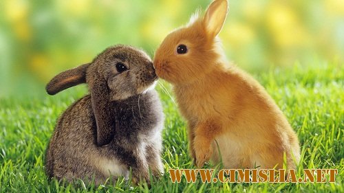 Wallpapers Collection: Animals#2/Животные #2 [2011]