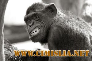 Фотографии животных смешные