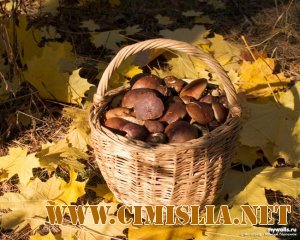 Рисунки про осень