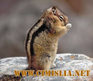 Прикольная животинка