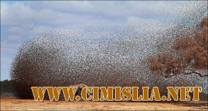 Стая Птиц Распугала Слонов