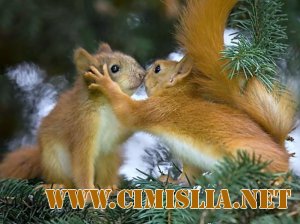 Рисунки белки