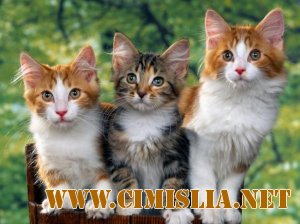 Фотографии кошек