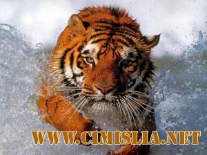 Рисунки тигра