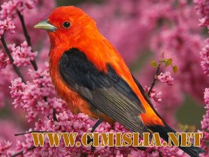 HQ Wallpapers Collection «Яркий коктейль » [Pack 4] [2010]