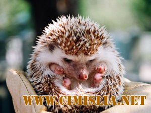 Картинки Ёжика