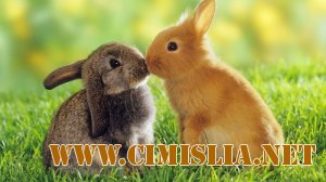 Wallpapers Collection: Animals#2/Животные #2 [2011]