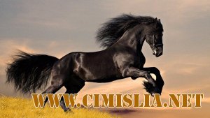 Обои для рабочего стола - Животные HD. Часть 2 [2012]