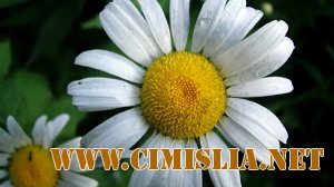 Природа Часть 6 [2011]