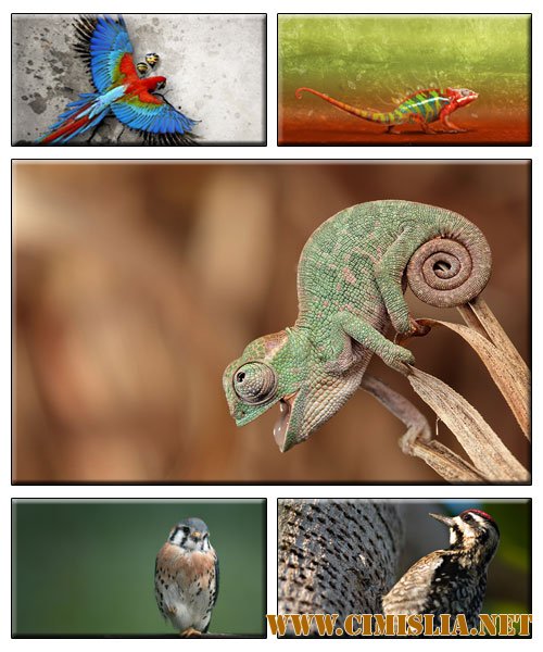 Oбои для рабочего стола - Животные [2012]