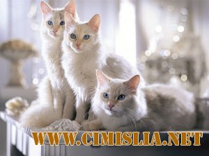 Кошки (Супер пак) [2012]