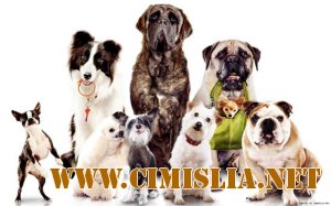 10 самых умных пород собак